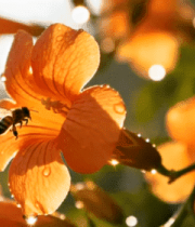 蜜蜂采蜜花朵微距画面4689#横屏 