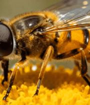 蜜蜂特写素材3366#横屏 