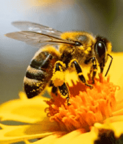 蜜蜂采蜜特写素材744#横屏 