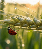 麦穗上的瓢虫特写(3)5034#横屏 