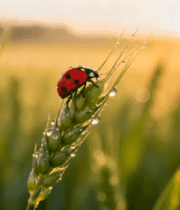 麦田上的瓢虫特写1431#横屏 