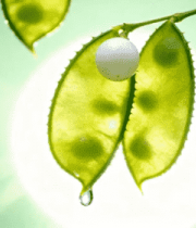 绿叶上水珠特写2378#横屏 