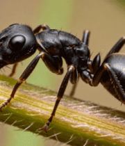 蚂蚁微距特写画面1551#横屏 