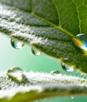 绿叶上晶莹的水滴特写3429#横屏 