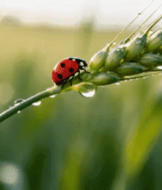 麦穗上的瓢虫特写(1)1412#横屏 