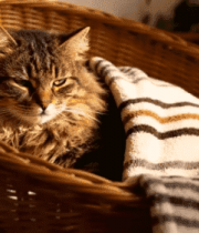猫咪在藤编篮内休憩3048#横屏 