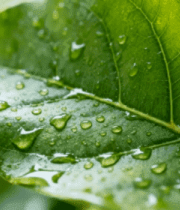 绿叶上的水滴微距画面1624#横屏 