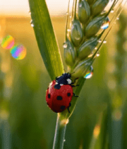 麦穗上的瓢虫微距素材471#横屏 