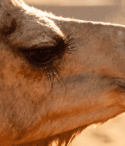 骆驼特写素材1543#横屏 