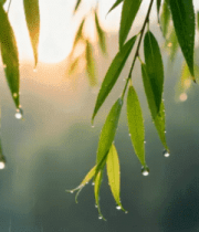 柳树枝叶挂水珠特写2290#横屏 