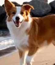  海滩上的宠物狗1261#横屏 	 -