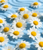 蓝色背景上的雏菊素材2267#横屏 