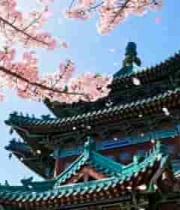  古建筑旁盛开的樱花(1)3044#横屏 	 