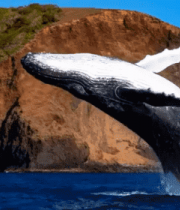 鲸鱼跃出海面自然景观719#横屏 