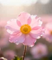  粉色花朵特写285#横屏 	 