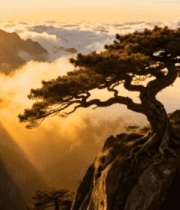 黄山日出云海迎客松景观2388#横屏 