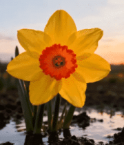 黄昏下绽放的黄色水仙花5174#横屏 