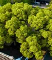  俯瞰古建筑旁茂盛绿树1104#横屏 	 