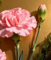  粉色康乃馨花卉特写(1)1167#横屏 	 