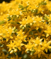 黄色花朵特写79#横屏 