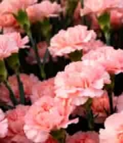  粉色康乃馨花卉特写(2)2403#横屏 	 