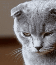 灰色折耳猫特写3526#横屏 