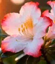  粉色花朵近景特写545#横屏 	 