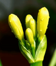 黄色花卉微距特写4204#横屏 