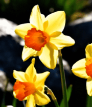 黄色水仙花朵特写980#横屏 