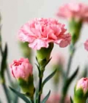  粉色康乃馨特写2117#横屏 	 