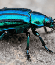 金属光泽甲虫微距特写4678#横屏 