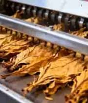  工厂生产线加工茶叶素材(1)2992#横屏 	 - 