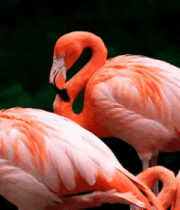 火烈鸟群栖息姿态素材718#横屏 