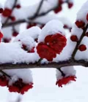  覆雪红梅特写585#横屏 	 