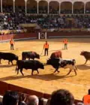  斗牛场中牛与工作人员场景477#横屏 	 