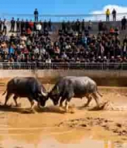  斗牛现场观众围观斗牛2221#横屏 	 