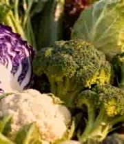  多种新鲜蔬菜特写679#横屏 	 