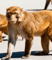 户外音乐会观众背影819#横屏 