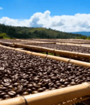 户外晾晒咖啡豆场景3320#横屏 