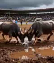  斗牛场中牛与人群场景素材1084#横屏 	 -
