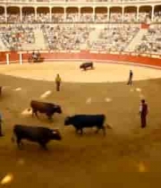  斗牛场斗牛表演场景1483#横屏 	 