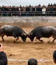  斗牛比赛现场人群围观画面2040#横屏 	 