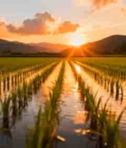  稻田夕阳自然风光2852#横屏 	 