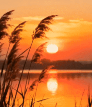 湖畔芦苇夕阳景色3407#横屏 