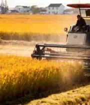  稻田中收割机进行水稻收割1194#横屏 	 - 