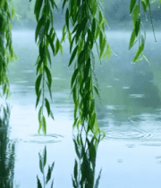 湖边垂柳带雨丝风景3002#横屏 