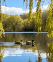 湖畔垂柳下的鸭子游弋画面3955#横屏 