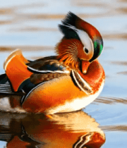 湖面上梳理羽毛的鸳鸯4691#横屏 