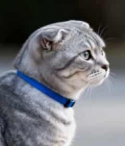  戴蓝项圈的灰色猫咪侧视图2047#横屏 	 