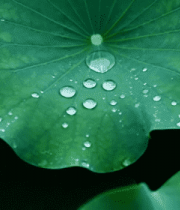 荷叶上的水珠特写1236#横屏 